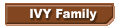 IVY Family